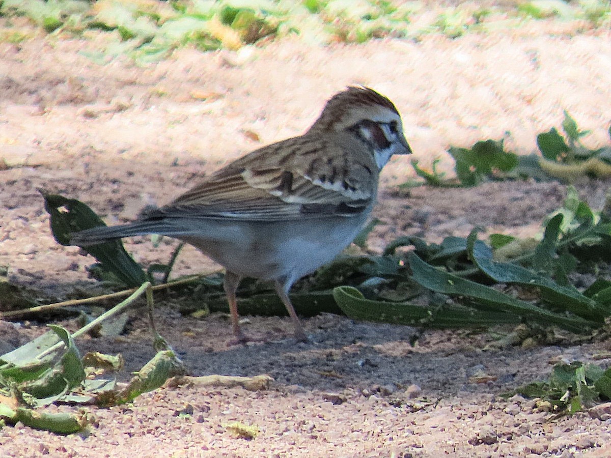 Lark Sparrow - ML634878866