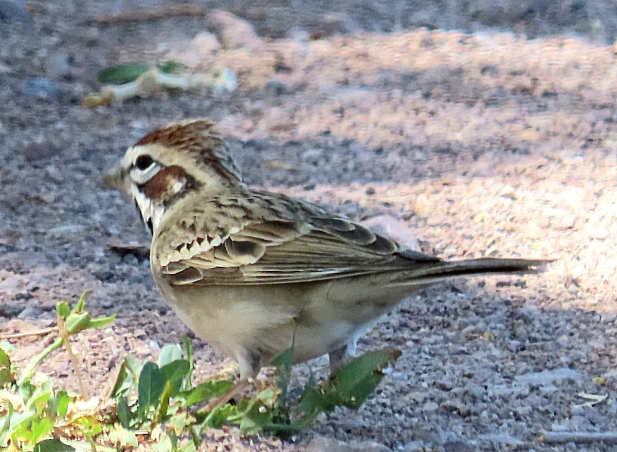 Lark Sparrow - ML634878868