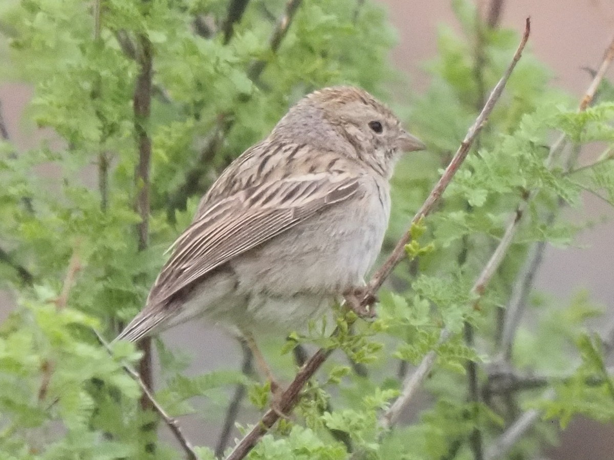 Brewer's Sparrow - ML634878889