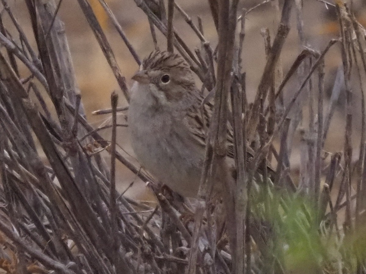 Brewer's Sparrow - ML634878890