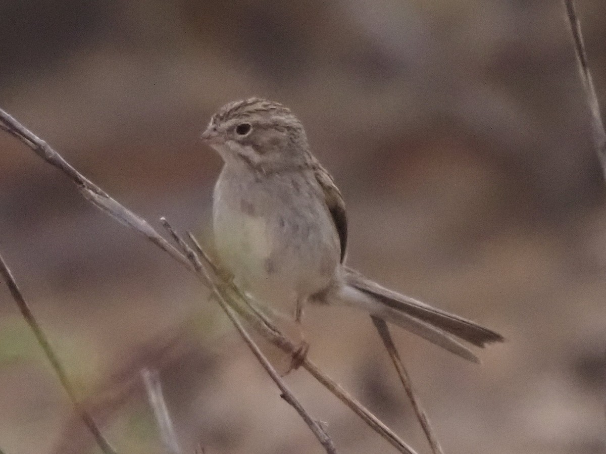 Brewer's Sparrow - ML634878891