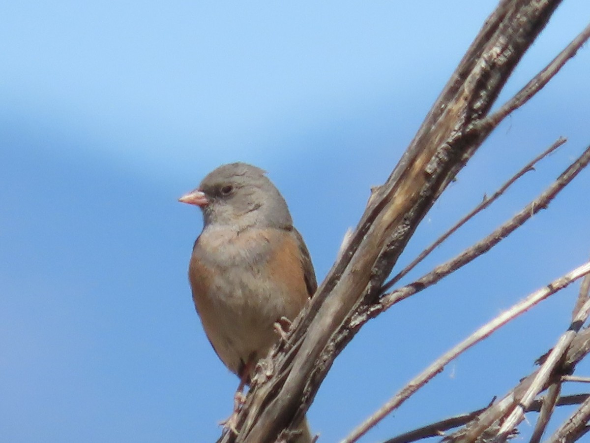 Dark-eyed Junco - ML634878892