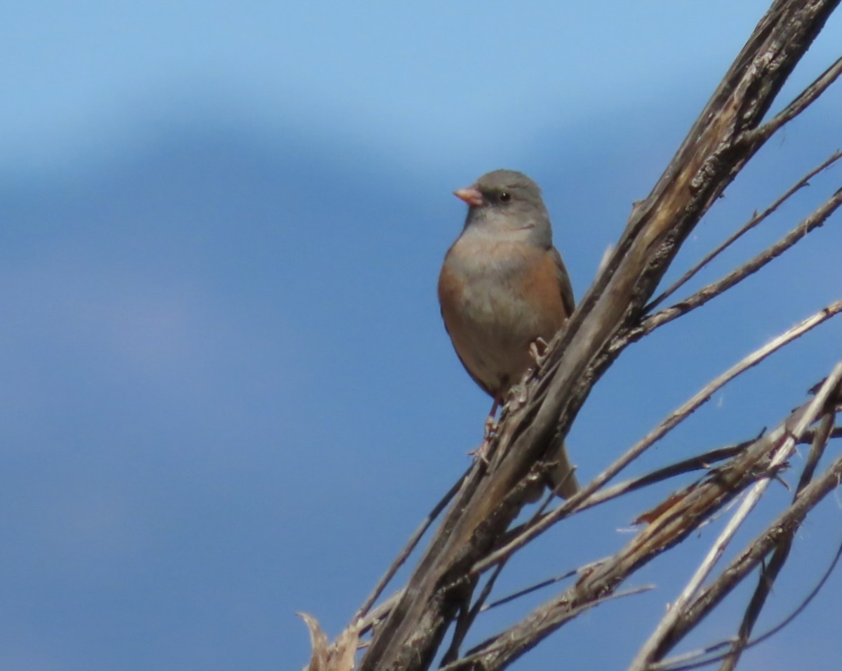 Dark-eyed Junco - ML634878893