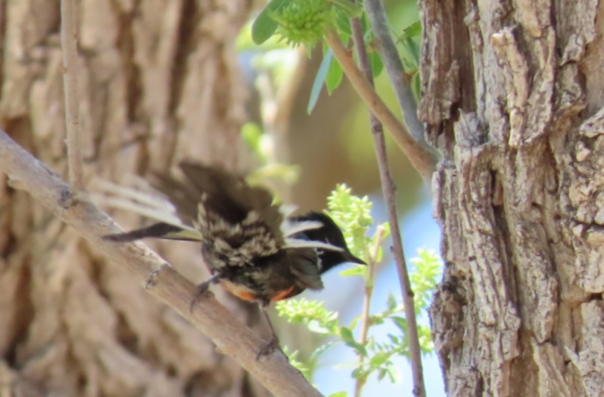 Painted Redstart - ML634878916