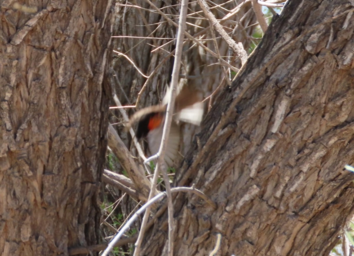 Painted Redstart - ML634878917