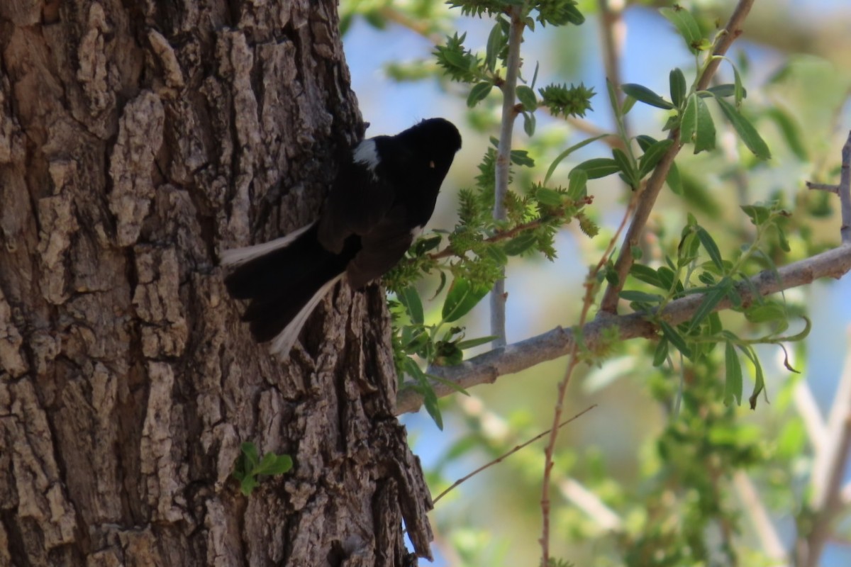 Painted Redstart - ML634878918