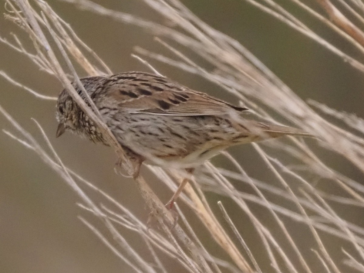 Lincoln's Sparrow - ML634878929
