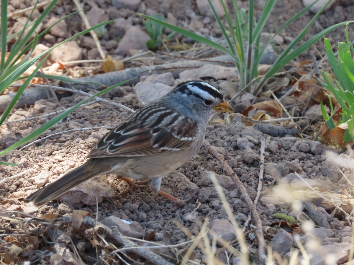White-crowned Sparrow - ML634878947