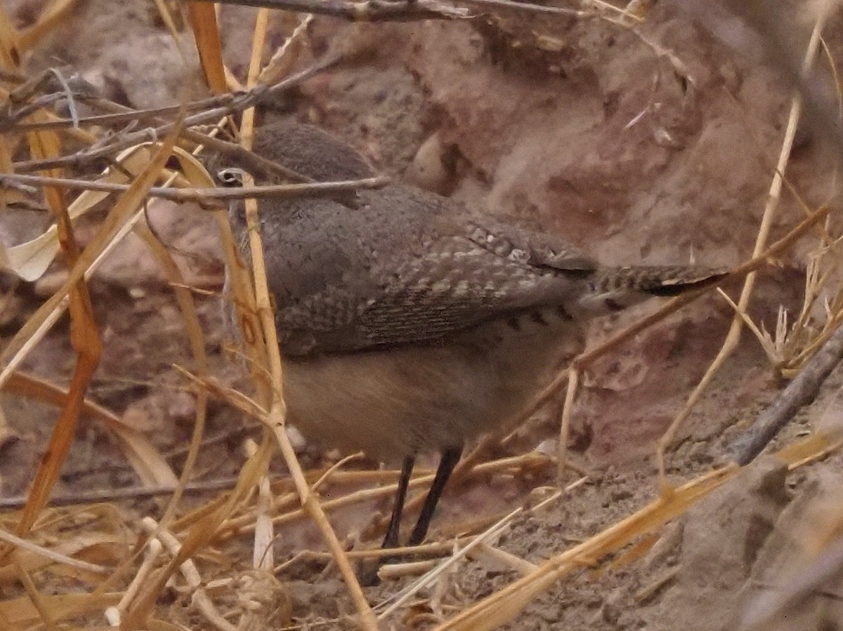 Rock Wren - ML634878967