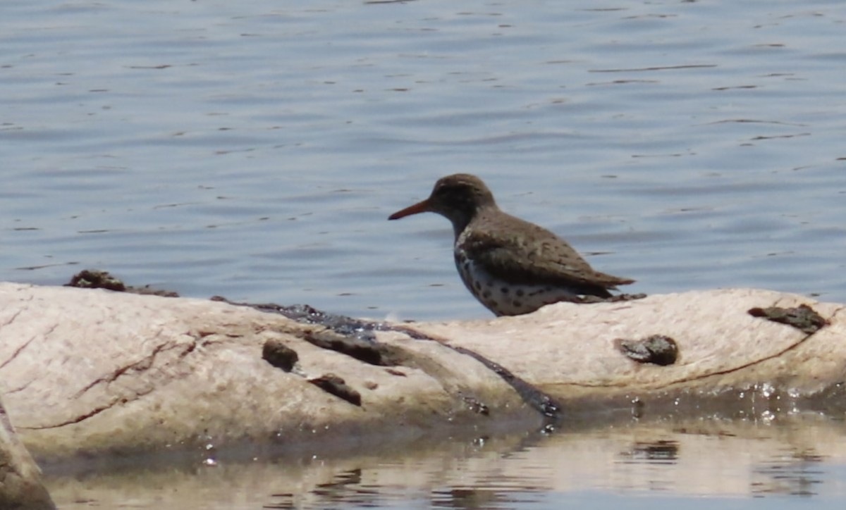 Spotted Sandpiper - ML634878969