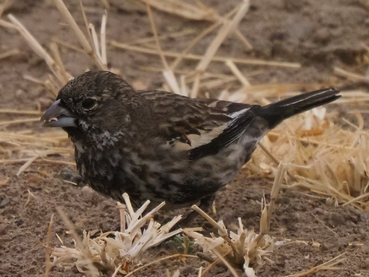 Lark Bunting - ML634878988
