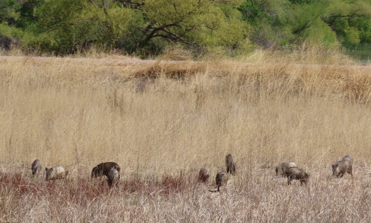 Mammals - ML634879017