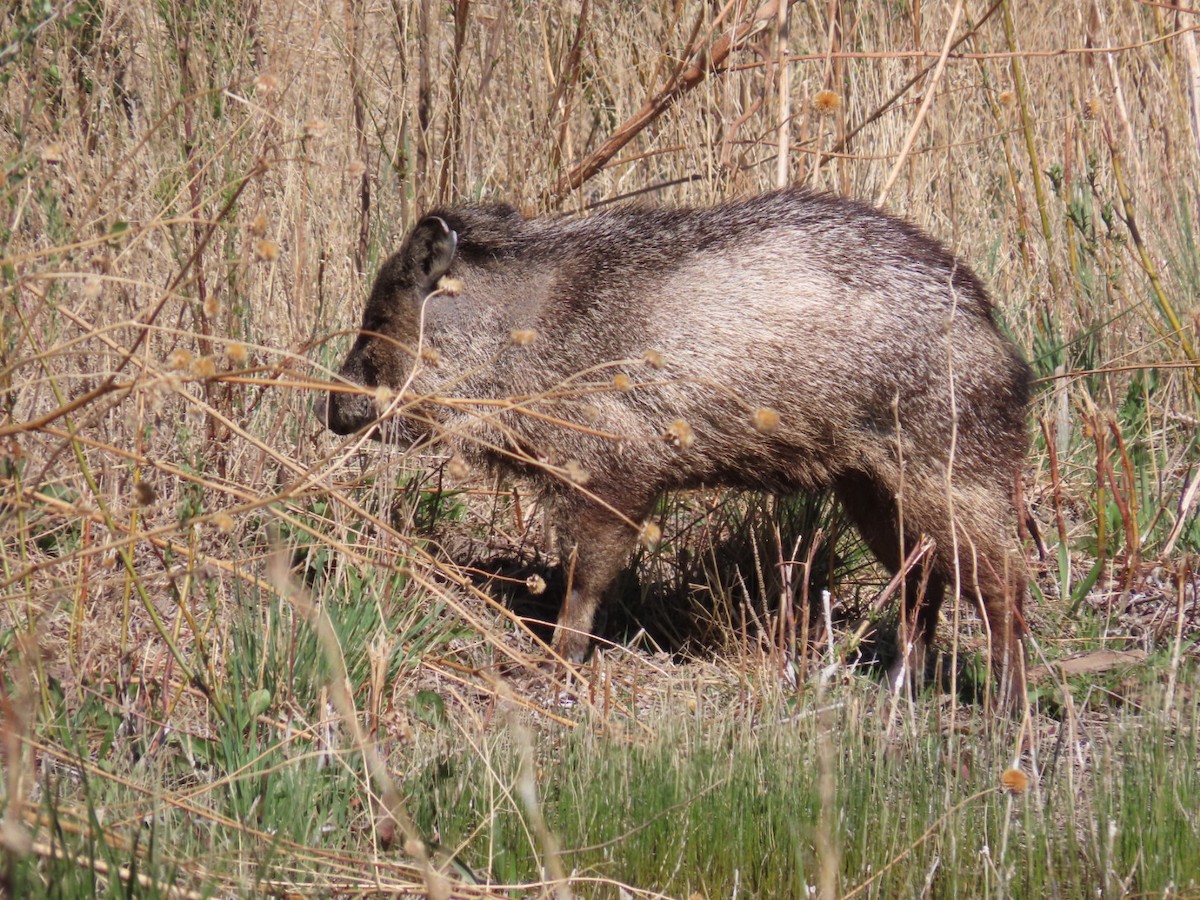 Mammals - ML634879018