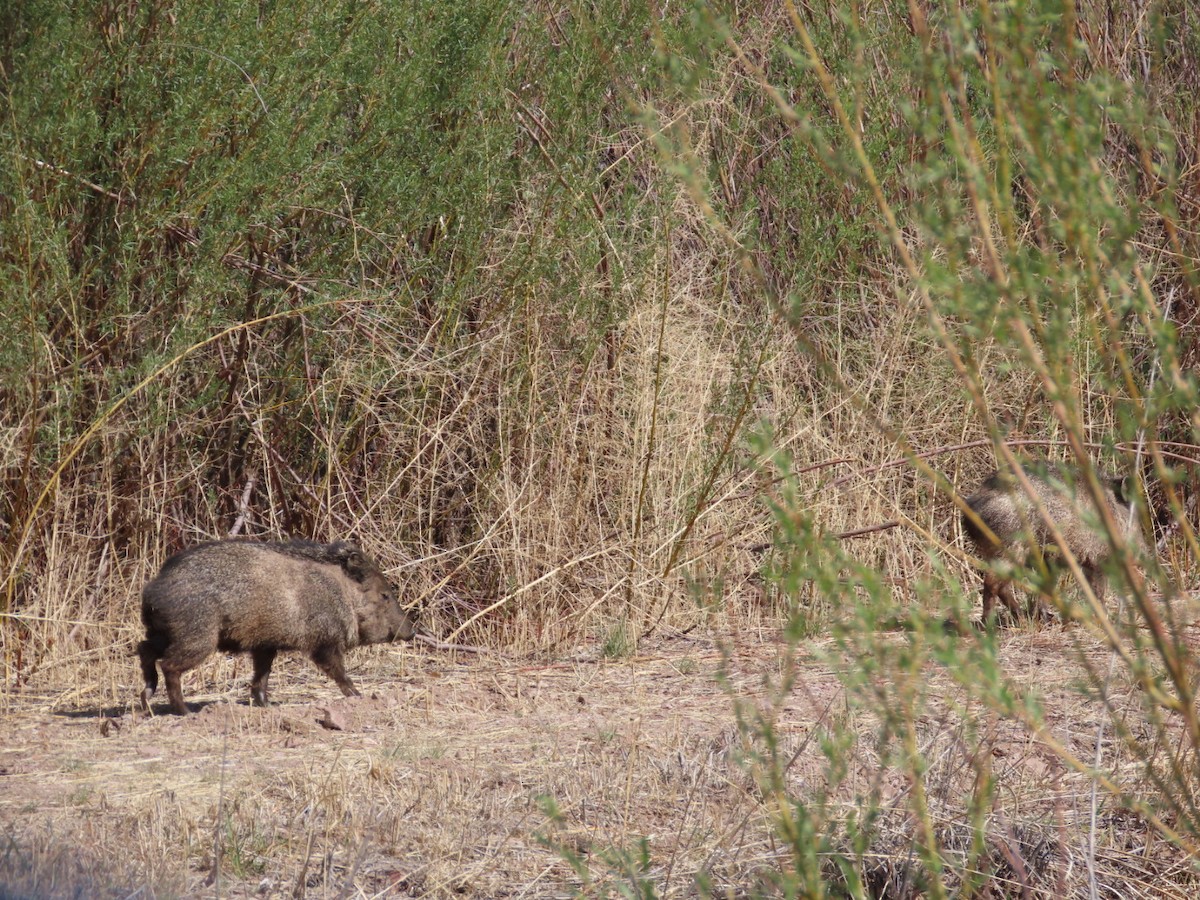 Mammals - ML634879019