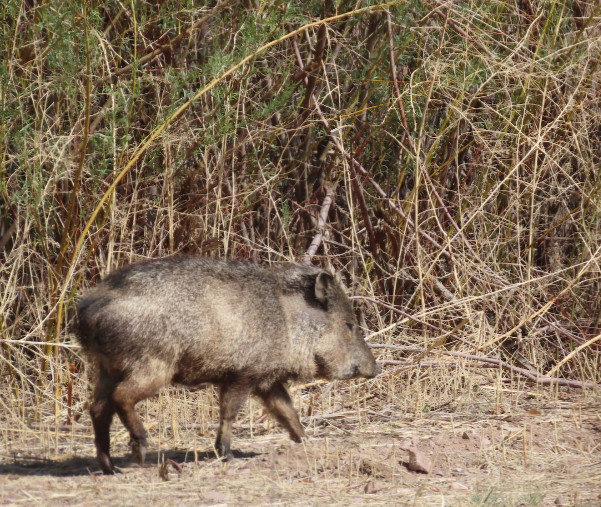 Animals - ML634879020