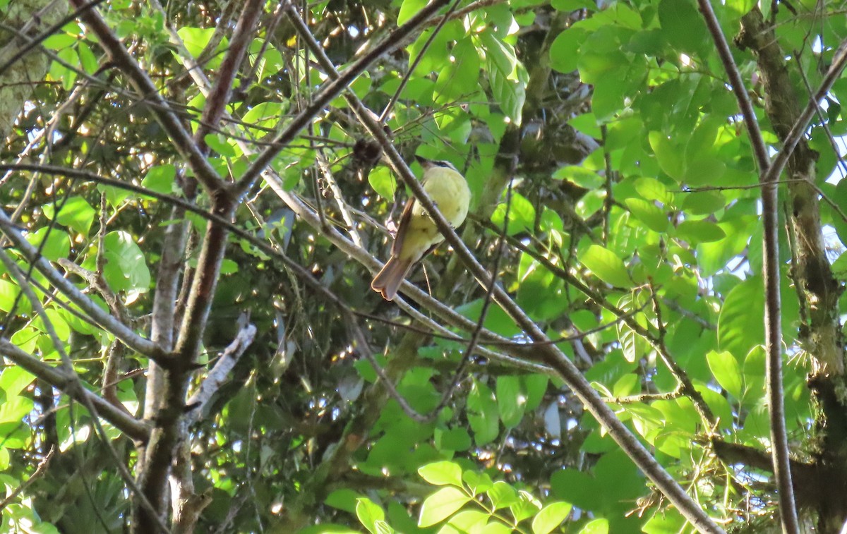 Golden-bellied Flycatcher - ML634879028