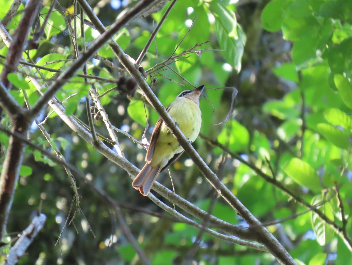 Golden-bellied Flycatcher - ML634879029
