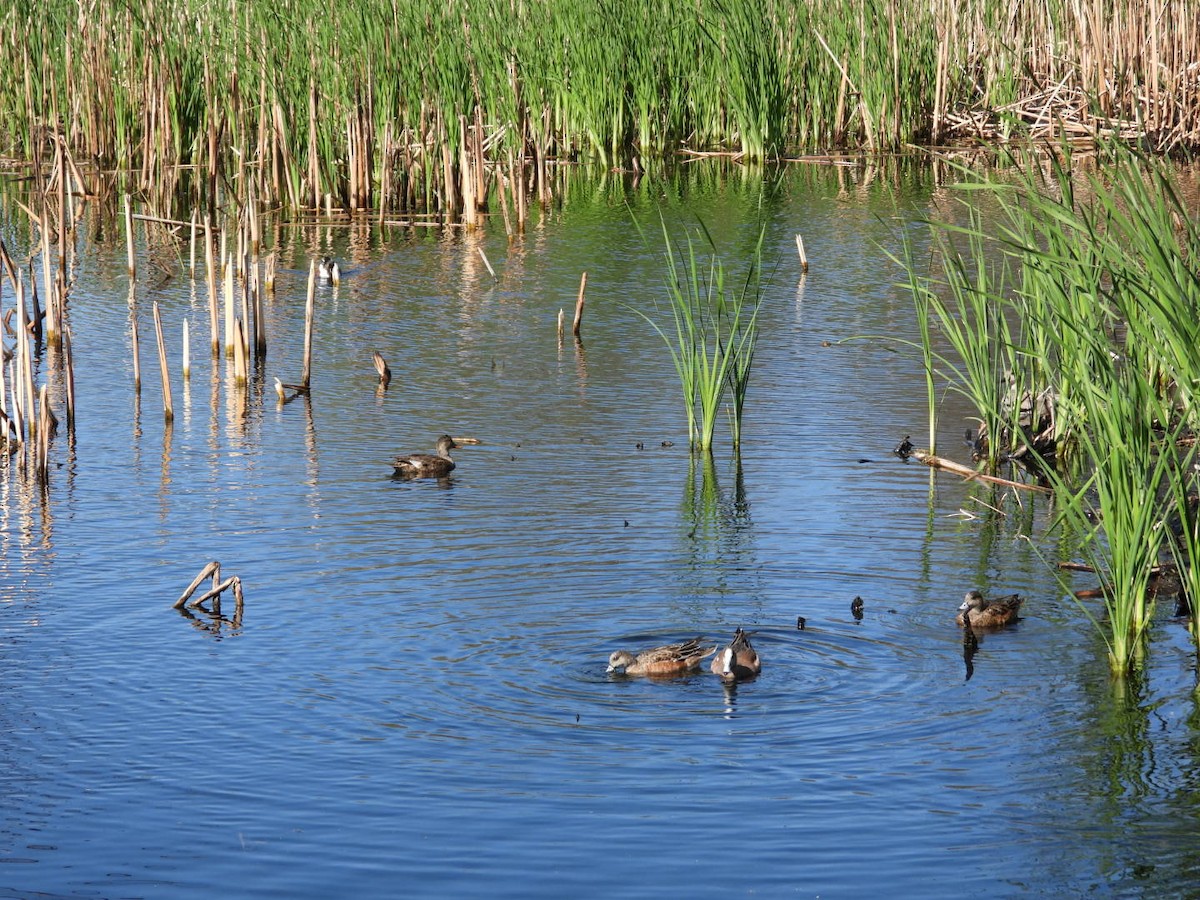 American Wigeon - ML634879036