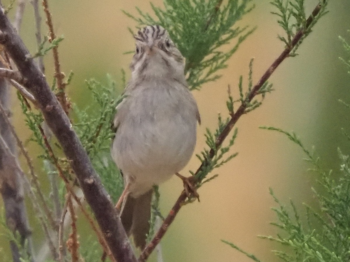 Brewer's Sparrow - ML634879115