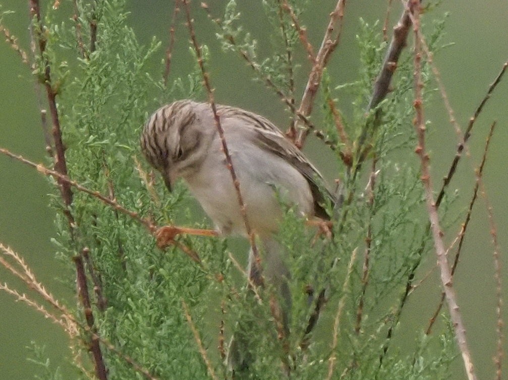 Brewer's Sparrow - ML634879116
