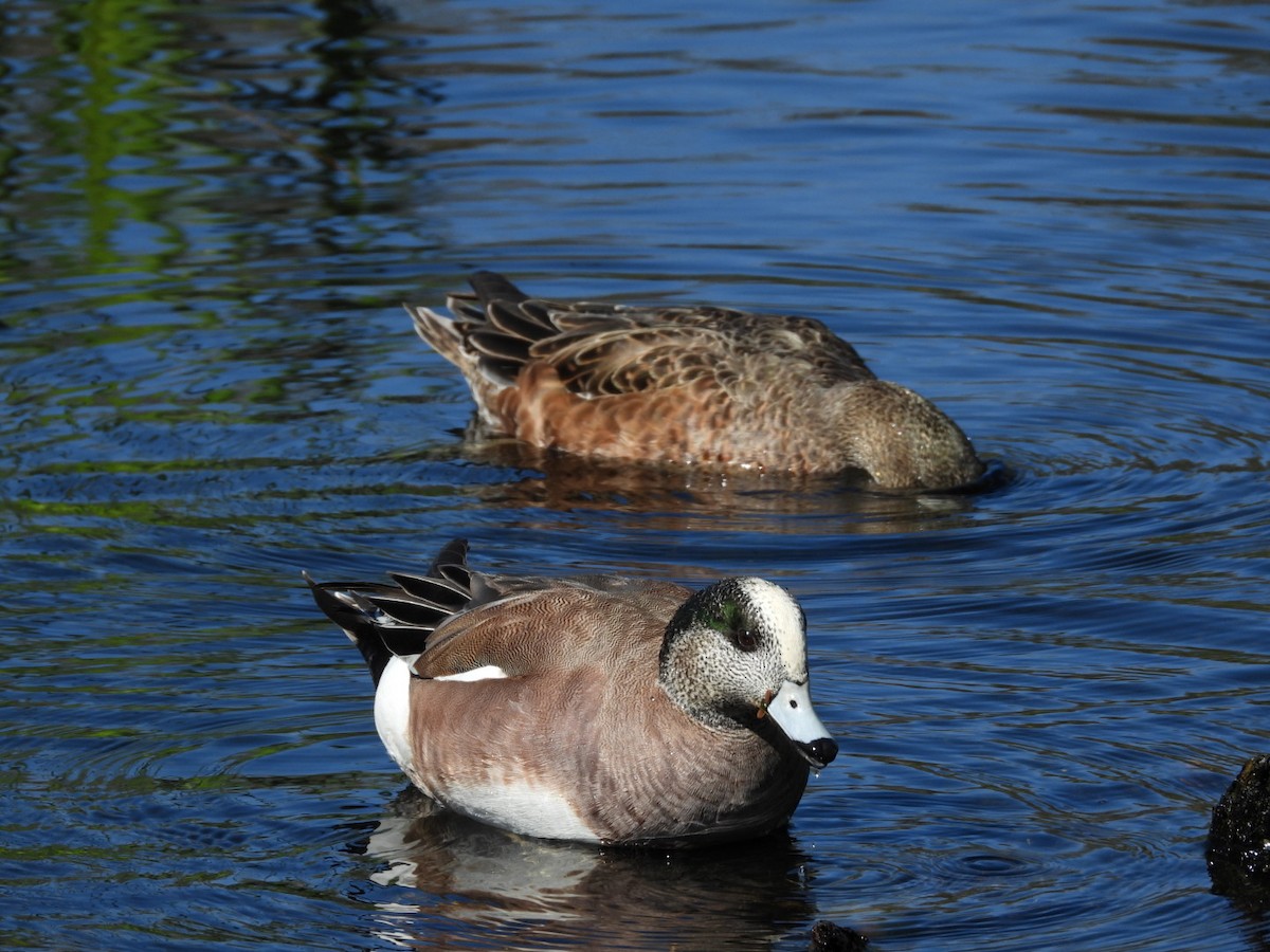 American Wigeon - ML634879130