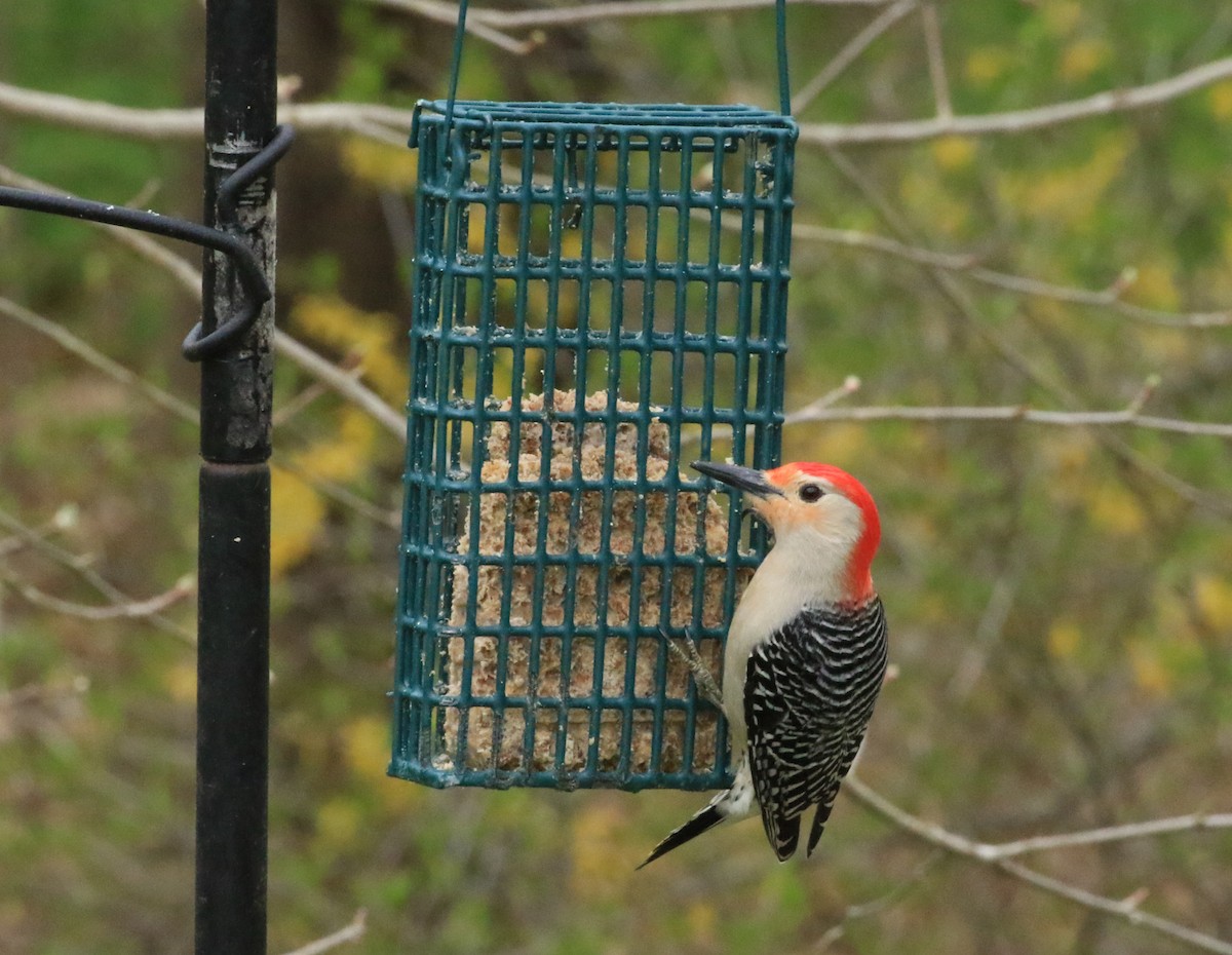 Red-bellied Woodpecker - ML634879147