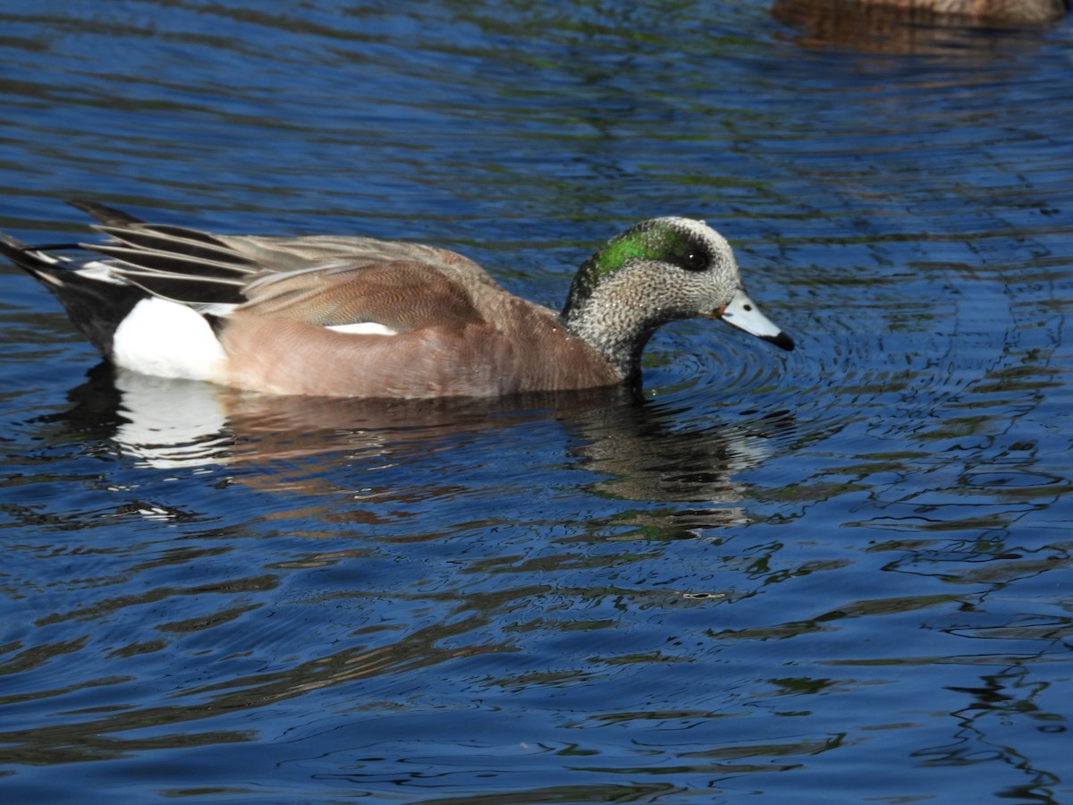 American Wigeon - ML634879162