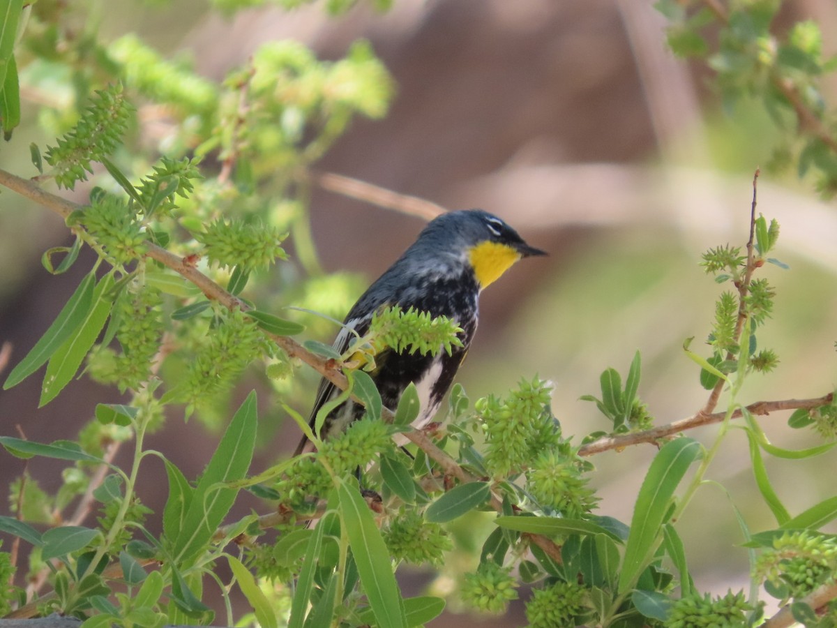 Yellow-rumped Warbler - ML634879764