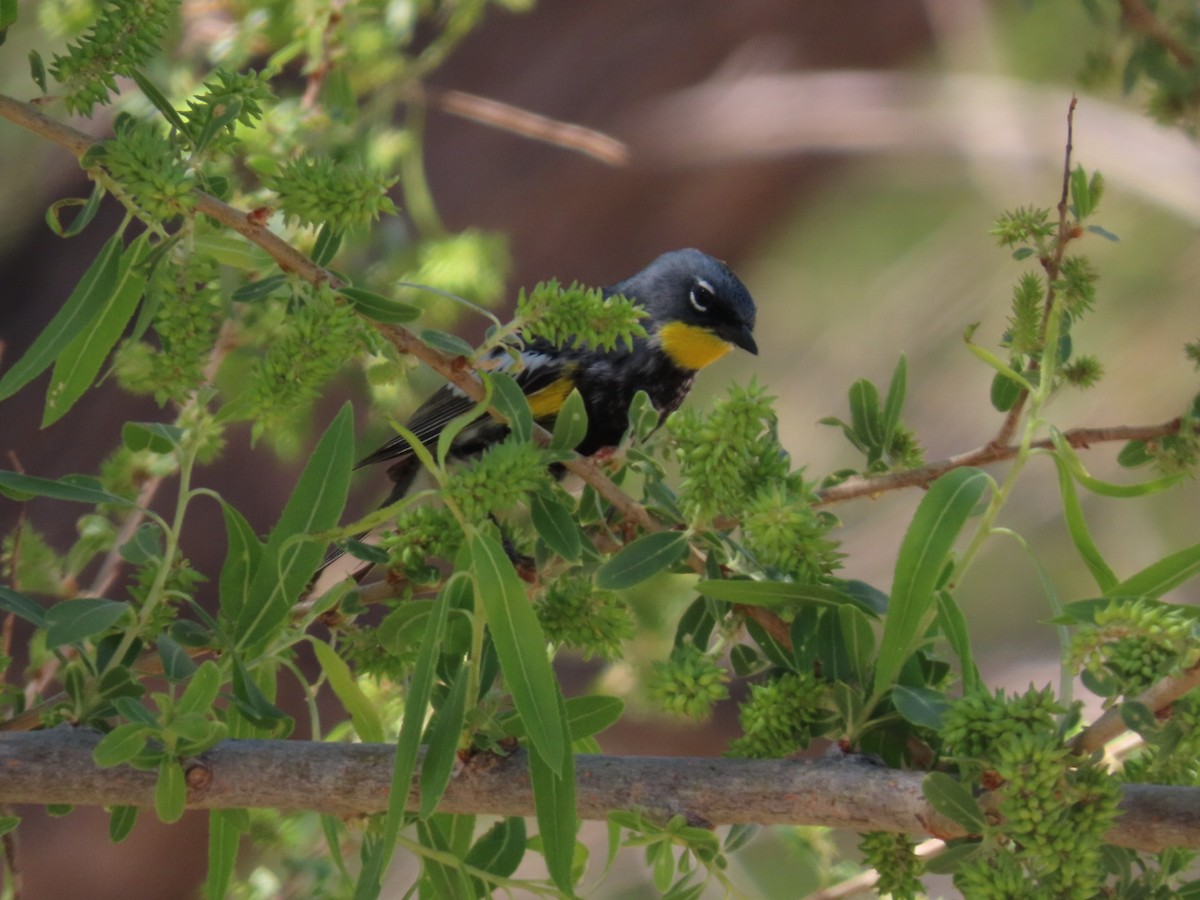 Yellow-rumped Warbler - ML634879765