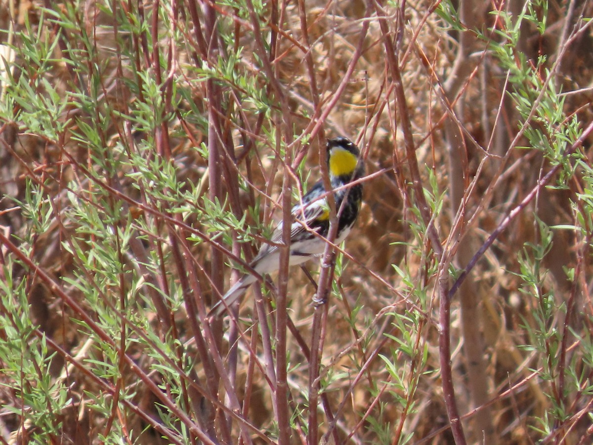 Yellow-rumped Warbler - ML634879766