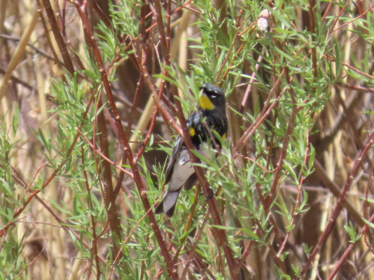 Yellow-rumped Warbler - ML634879767