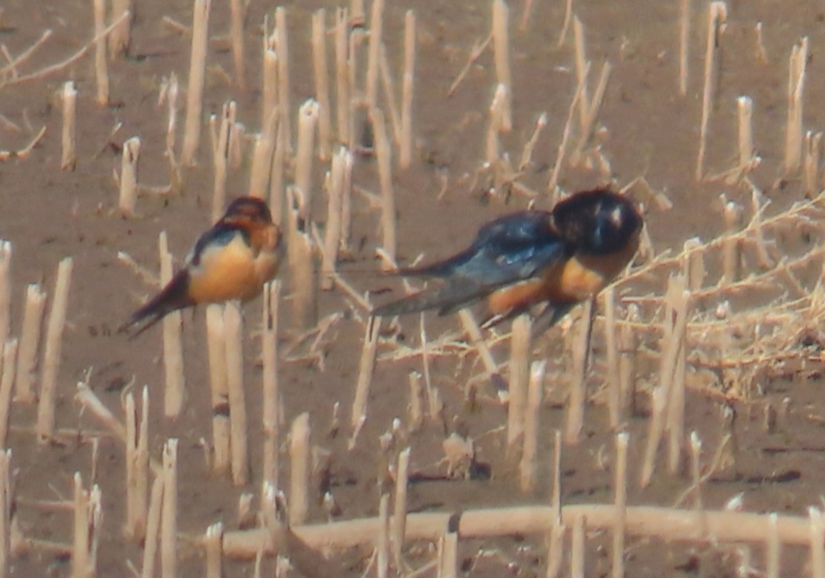 Barn Swallow - ML634879852
