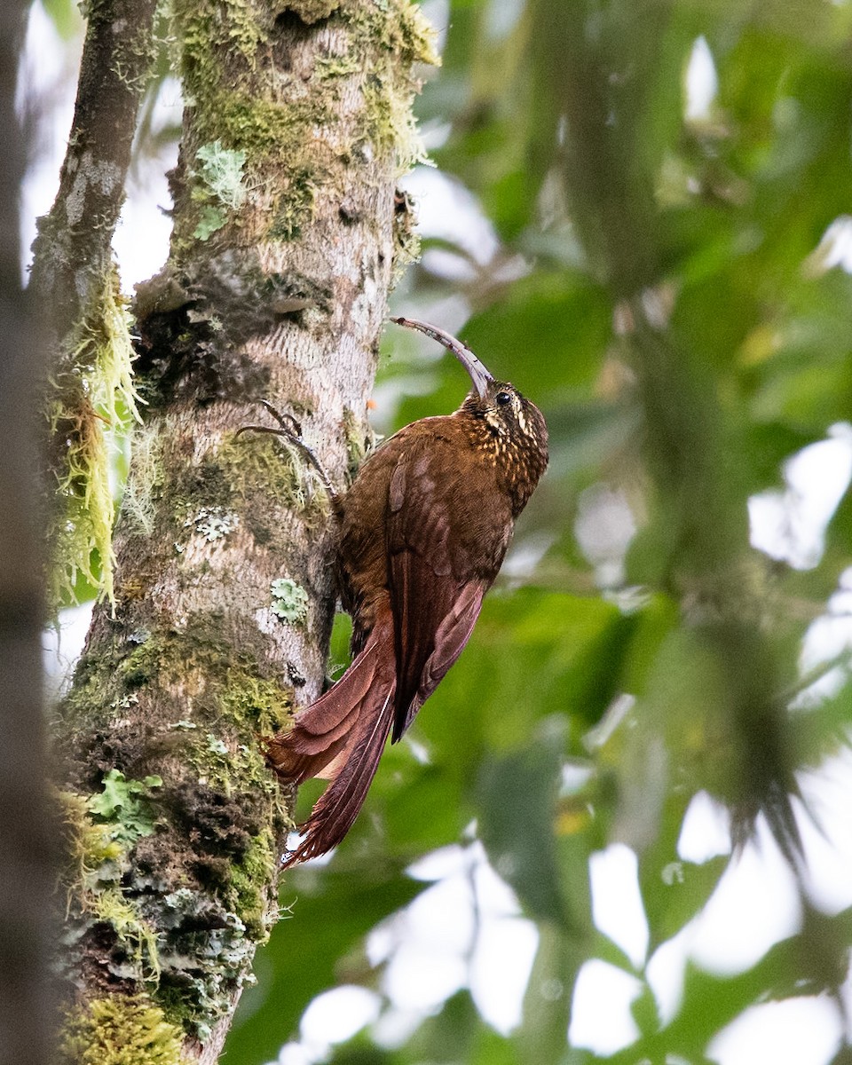 Greater Scythebill - ML634879931