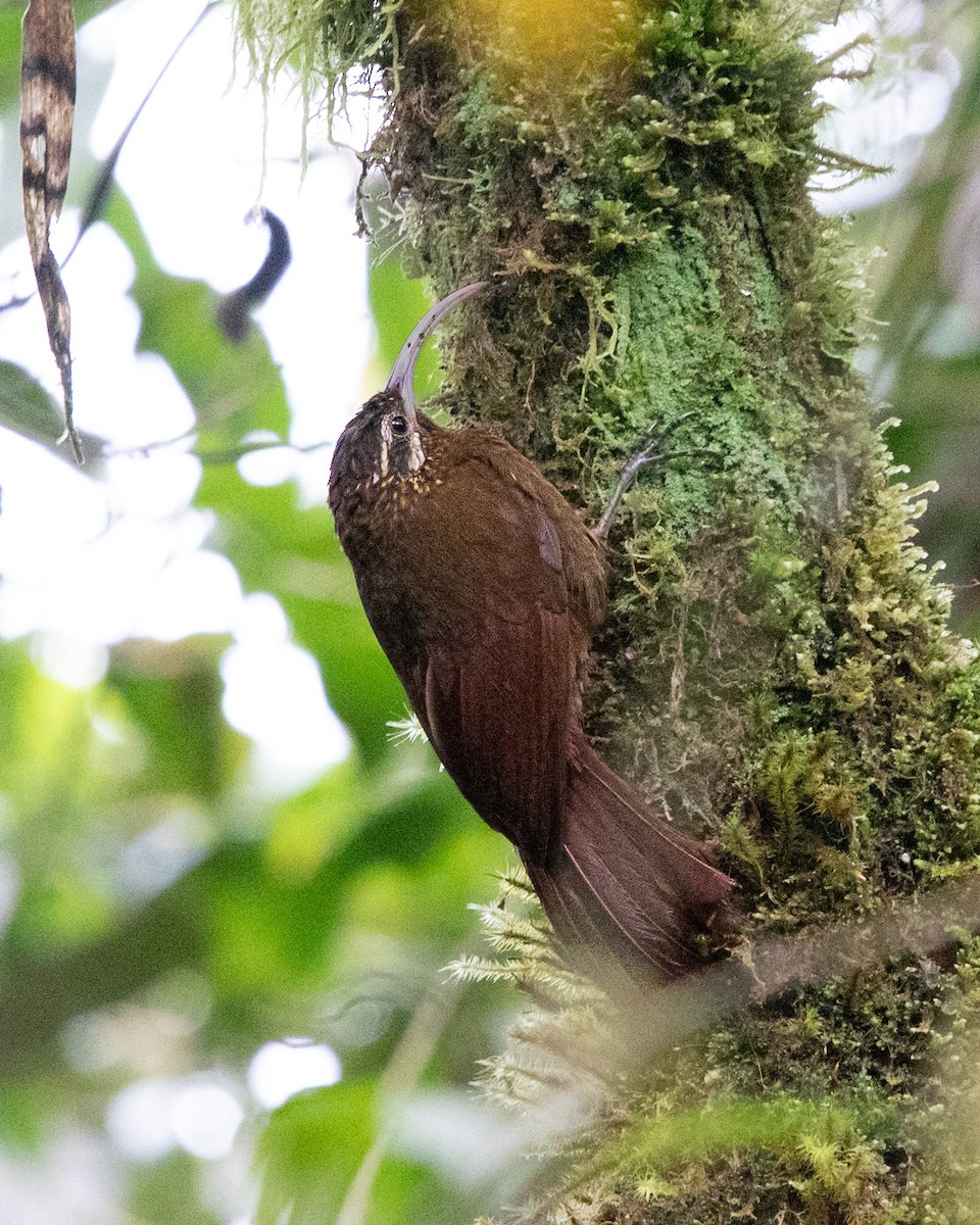 Greater Scythebill - ML634879946