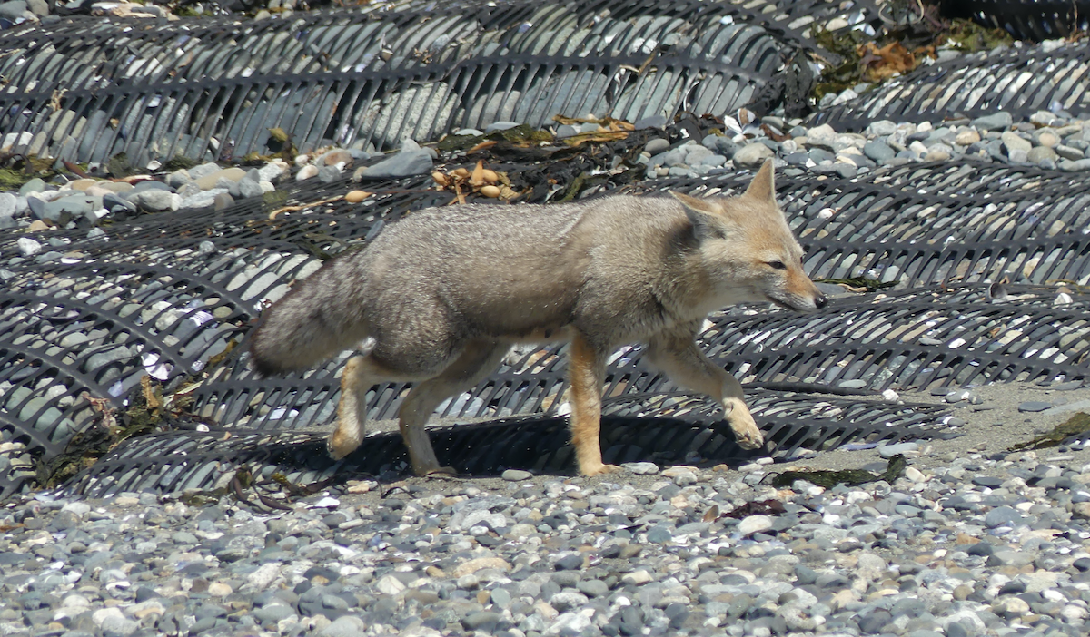 Mammals - ML634880184