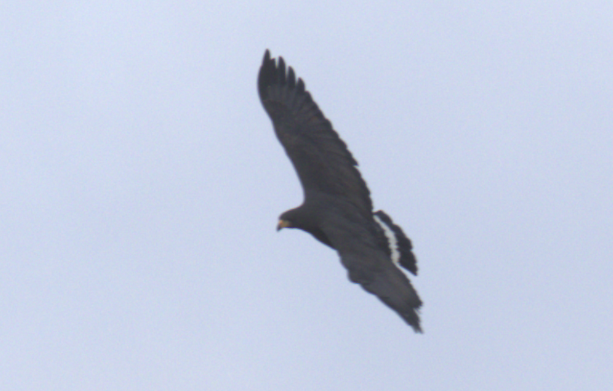 Common Black Hawk - ML634880203