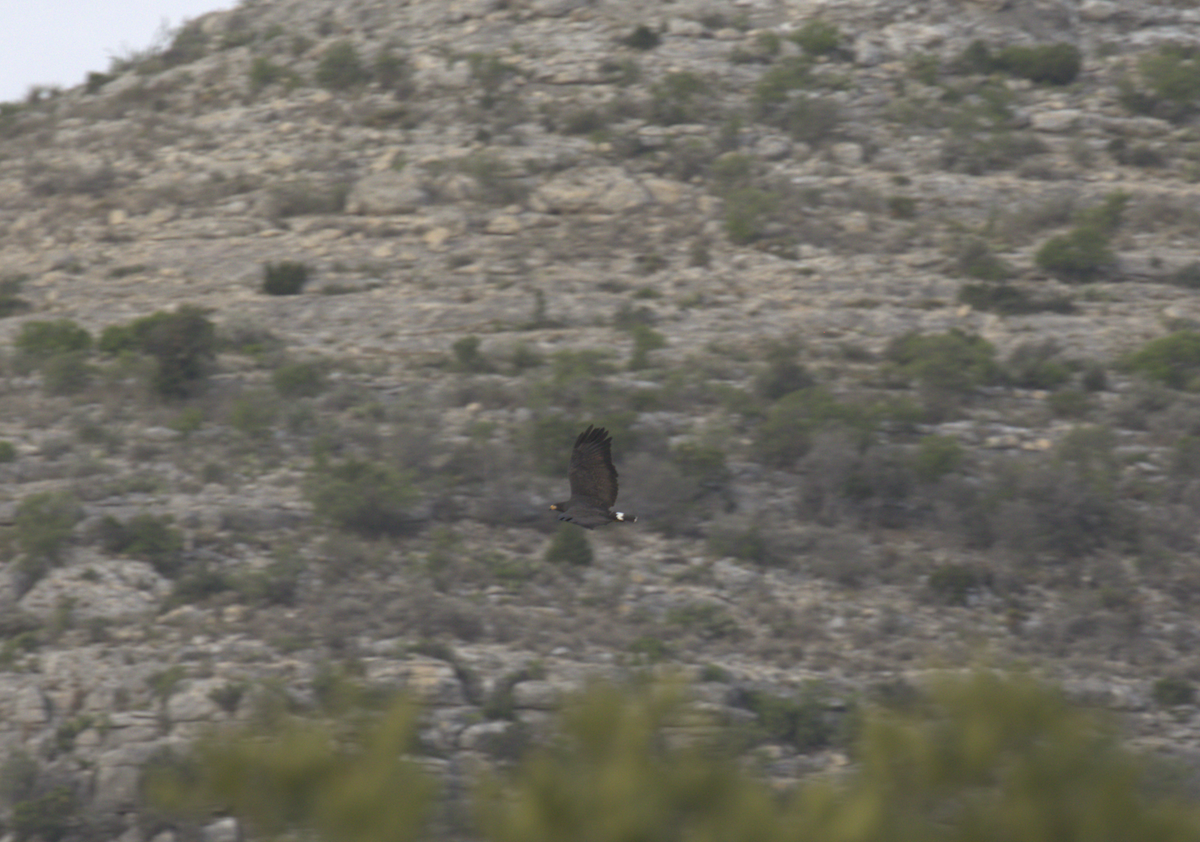 Common Black Hawk - ML634880204