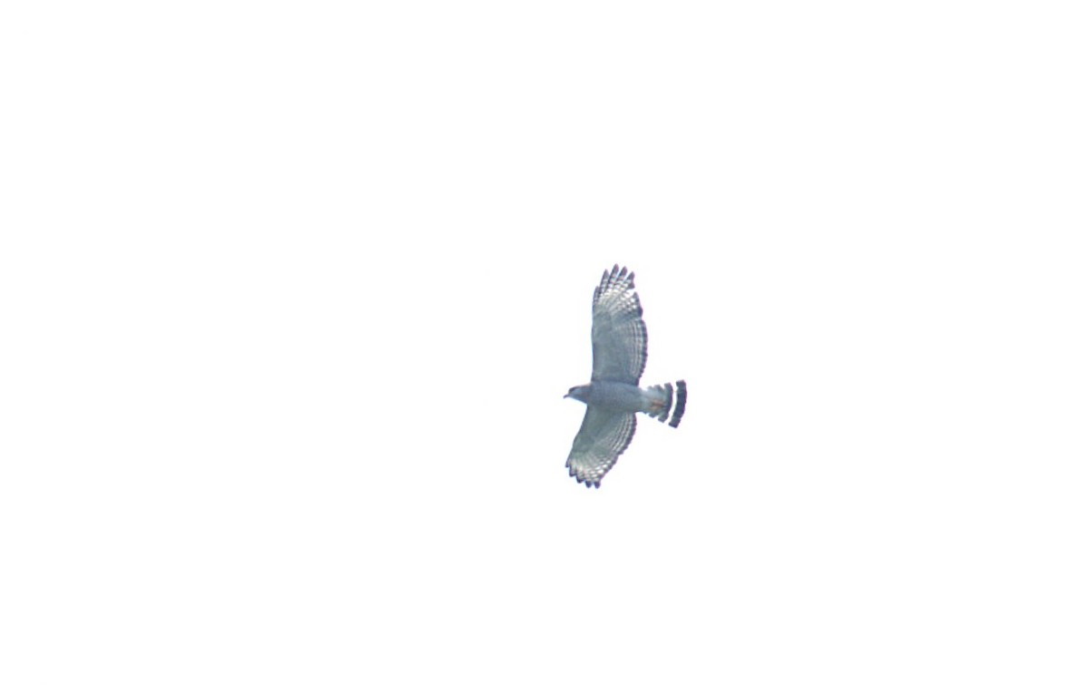 Gray Hawk - ML634880235
