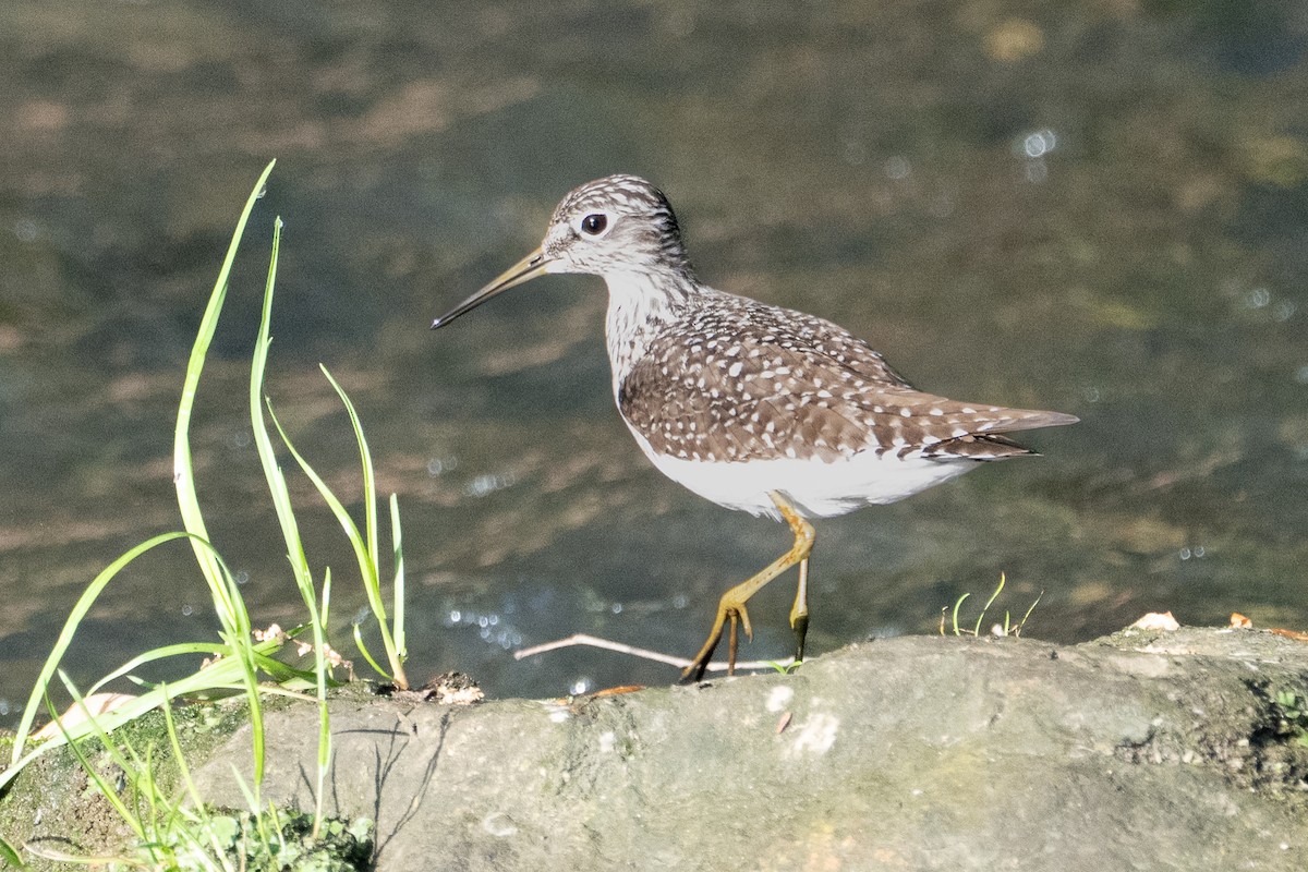Einsiedelwasserläufer - ML634880243