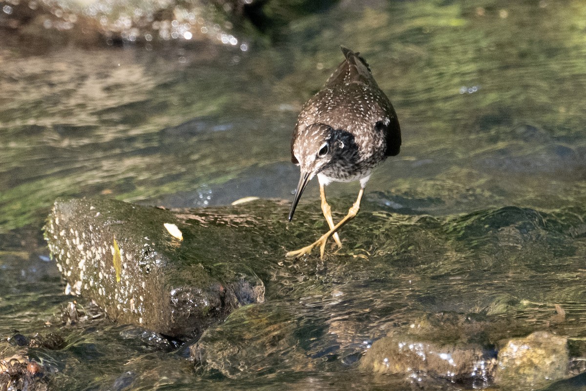 Einsiedelwasserläufer - ML634880254
