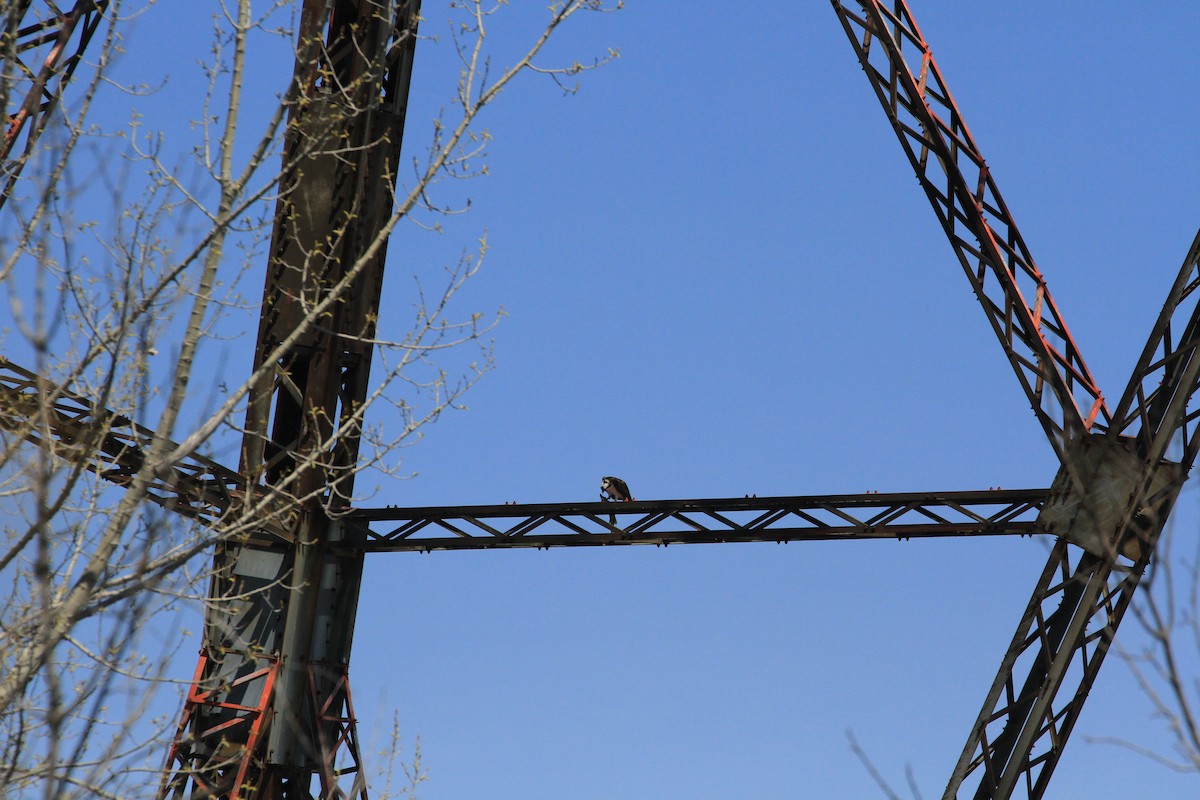 Osprey - ML634880270