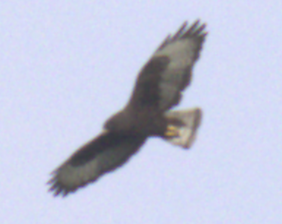 Short-tailed Hawk - ML634880296