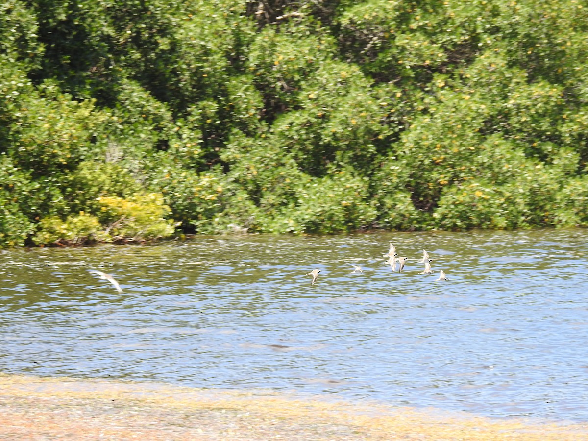 Semipalmated Plover - ML634880309