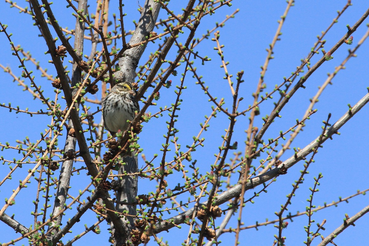 Savannah Sparrow - ML634880323