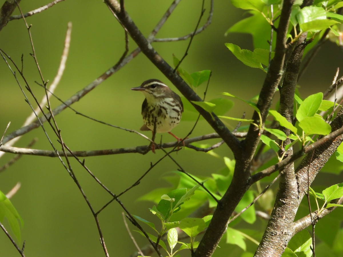 Louisiana Waterthrush - ML634880341