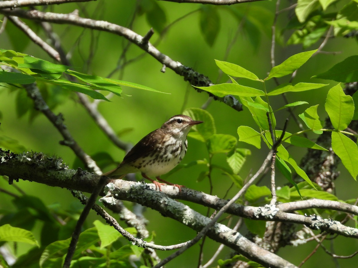 Louisiana Waterthrush - ML634880342