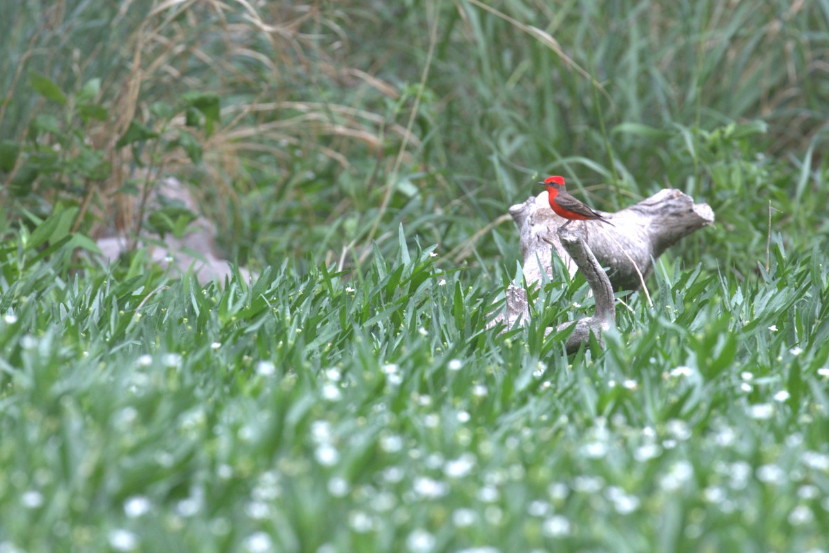 Vermilion Flycatcher - ML634880346