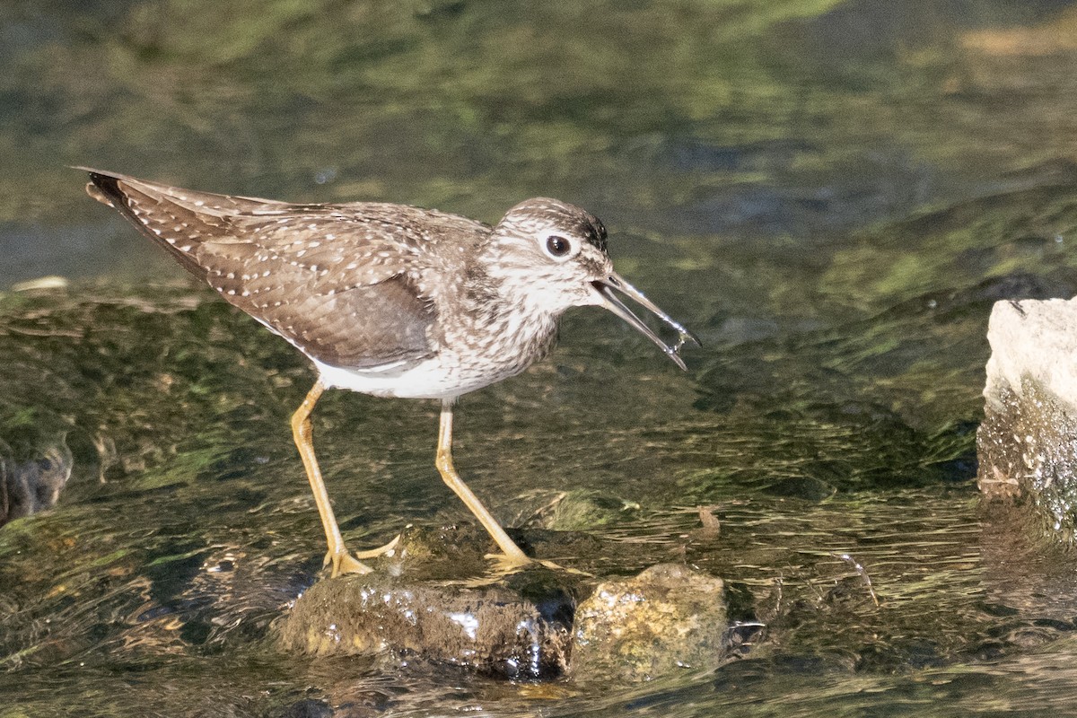 Einsiedelwasserläufer - ML634880347