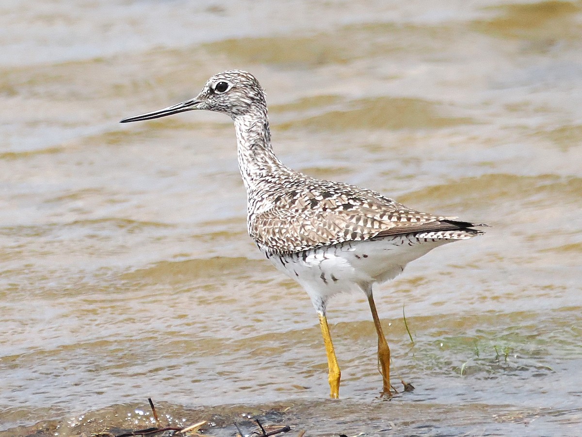 Greater Yellowlegs - ML634880375