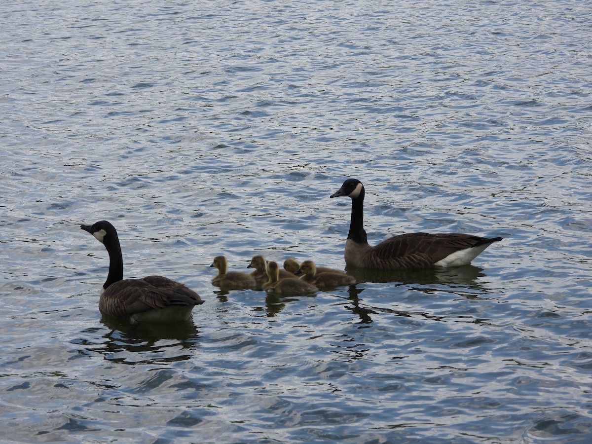 Canada Goose - ML634880390